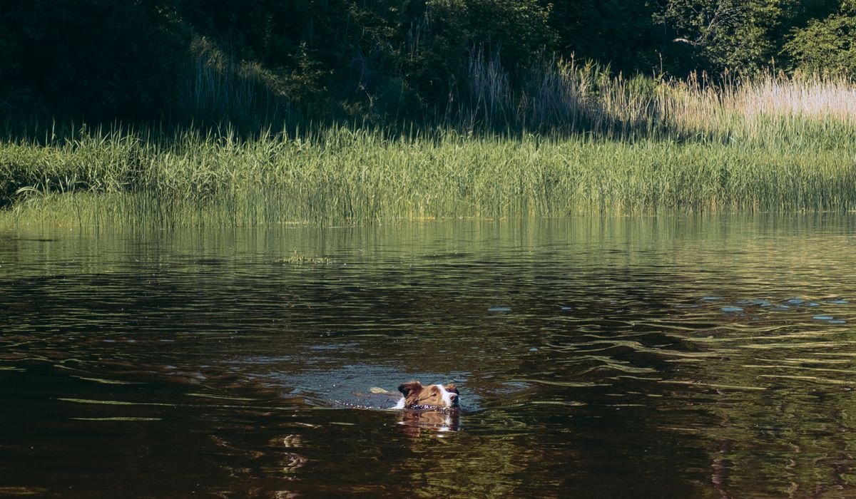 Hazeltarn